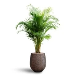 Opus Hit Darcy Planter - Gold -Plant Supplies Sale Chrysalidocarpus Areca Palm Hydroculture Opus Hit Darcy Planter Gold ff4a3634 739e 4316 8fb6 f3f2c3137a40