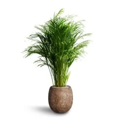 Polystone Coated Plain Balloon Planter - Rock -Plant Supplies Sale Chrysalidocarpus Areca Palm Hydroculture Polystone Coated Plain Balloon Planter Rock 70e78fc5 64ed 42a6 b893 ea285b2a03b7