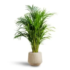 Raindrop Tube Round Planter - Stone -Plant Supplies Sale Chrysalidocarpus Areca Palm Hydroculture Raindrop Egg Planter Stone c26d9c9b 81c0 4e29 8ea7 3ab1ad9c834f