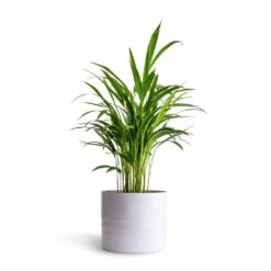 Hadleigh Plant Pot - White -Plant Supplies Sale Chrysalidocarpus lutescens Areca Palm 14x50cmHadleigh Plant Pot White 20x17.5cm