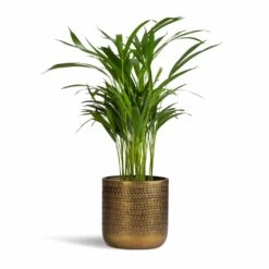 Solis Embossed Plant Pot - Gold 13 Solis Embossed Plant Pot - Gold -Plant Supplies Sale Chrysalidocarpus lutescens Areca Palm 17x55cm Solis Embossed Plant Pot Gold 18x18cm