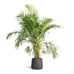 Patt Plant Pot - Black Washed 27 Patt Plant Pot - Black Washed -Plant Supplies Sale Chrysalidocarpus lutescens Areca Palm 21x100cm Patt Plant Pot Black Washed 34x29cm 473316f8 534d 4077 861b 42ebf12dda0e