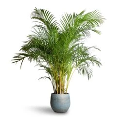 Ryan Plant Pot - Blue Gold -Plant Supplies Sale Chrysalidocarpus lutescens Areca Palm 27x150cm Ryan Plant Pot Blue Gold 36x32cm 07618cfa abd0 4915 ad0e 2f379da84877