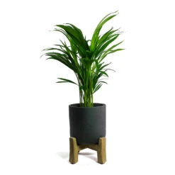 Charlie Plant Pot - Low Stand - Black Washed -Plant Supplies Sale Chrysalidocarpus lutescens Areca Palm Charlie Plant Pot Low Stand Black Washed