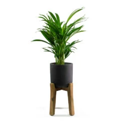 Charlie Plant Pot - Tall Stand - Black Washed 13 Charlie Plant Pot - Tall Stand - Black Washed -Plant Supplies Sale Chrysalidocarpus lutescens Areca Palm Charlie Plant Pot Tall Stand Black Washed