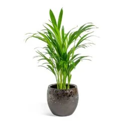 Kae Plant Pot - Mocha -Plant Supplies Sale Chrysalidocarpus lutescens Areca Palm kae mocha 19cm plant pot 8bd74c90 1a8a 43d7 bc0a 9cd48dc7a83d