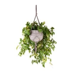 Cissus Rhombifolia Ellen Dancia - Grape Ivy -Plant Supplies Sale Cissus rhombifolia Ellen Dancia Grape Ivy 17x40cm Hans Hanging Plant Pot Laterite Grey 22x19cm