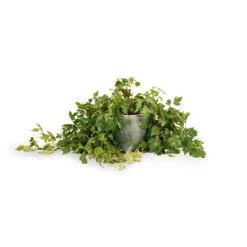 Cissus Rhombifolia Ellen Dancia - Grape Ivy -Plant Supplies Sale Cissus rhombifolia Ellen Dancia Grape Ivy 17x40cm Kaat Plant Pot Green 20x20cm
