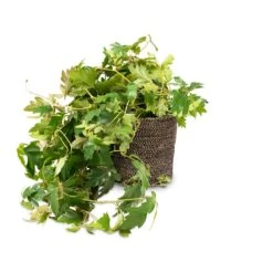 Cissus Rhombifolia Ellen Dancia - Grape Ivy -Plant Supplies Sale Cissus rhombifolia Ellen Dancia Grape Ivy 17x40cm Selin Plant Basket Black Weave 22x19cm