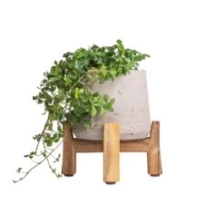 Patt Plant Pot - Low Stand - Grey Washed -Plant Supplies Sale Cissus striata parthenocissus Verona Vein 12x20cm Patt Plant Pot Low Stand Grey Washed 20x21cm 3 f20ec235 e683 4e3f 990d 160bbea37e66