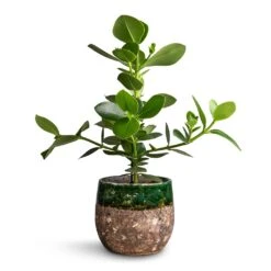 Lindy Plant Pot - Black Green -Plant Supplies Sale Clusia rosea Princess Autograph Tree 17x55cm Lindy Plant Pot Black Green 23x20cm a8ac1a7b 3736 473e bdab 0f23f4298ae1
