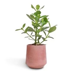 Remi Plant Pot - Pink -Plant Supplies Sale Clusia rosea Princess Autograph Tree 17x55cm Remi Plant Pot Pink 23x25cm