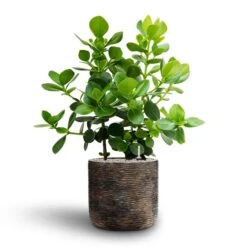 Luxe Lite Wrinkle Cylinder Planter - Bronze 25 Luxe Lite Wrinkle Cylinder Planter - Bronze -Plant Supplies Sale Clusia rosea Princess Autograph Tree Hydroculture Luxe Lite Wrinkle Cylinder Planter Bronze