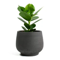 Mini Pixie Plant Pot - Black Washed -Plant Supplies Sale Clusia rosea Princess Autograph Tree Mini Pixie Plant Pot Black Washed