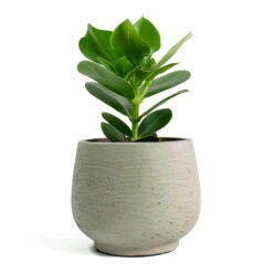Mini Pixie Plant Pot - Grey Washed -Plant Supplies Sale Clusia rosea Princess Autograph Tree Mini Pixie Plant Pot Grey Washed