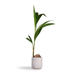 Angle Cylinder Plant Pot - White -Plant Supplies Sale Cocos nucifera Coconut Palm Tree 19x120cm Angle Cylinder Plant Pot White 24x24cm