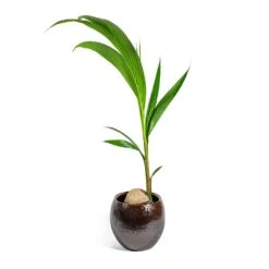 Kae Plant Pot - Mocha -Plant Supplies Sale Cocos nucifera Coconut Palm Tree kae mocha 29cm plant pot 31c40d77 bf66 4c5a b14c 68acfcaf0165