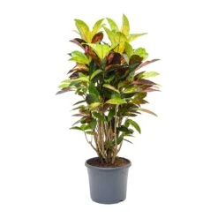 Codiaeum Iceton - Croton -Plant Supplies Sale Codiaeum Iceton Croton 110cm