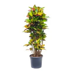 Codiaeum Iceton - Croton -Plant Supplies Sale Codiaeum Iceton Croton 135cm