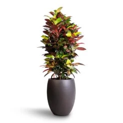 Codiaeum Iceton - Croton -Plant Supplies Sale Codiaeum Iceton Croton 27x110cm Grigio Tall Balloon Planter Rusty Iron Concrete 40x50cm