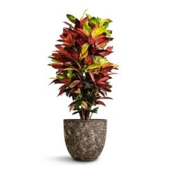 Codiaeum Iceton - Croton