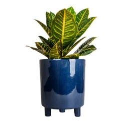 Pisa Plant Pot - Navy 12 Pisa Plant Pot - Navy -Plant Supplies Sale Codiaeum Petra Croton 17x45cm Pisa Plant Pot Navy 20x24cm