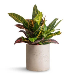 Puk Plant Pot - Grey Washed -Plant Supplies Sale Codiaeum Petra Croton 17x45cm Puk Plant Pot Grey Washed 20x20cm 326d2f71 9373 4f0c 98dc 17e3a13ff2b3