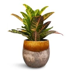 Lindy Plant Pot - Ochre 27 Lindy Plant Pot - Ochre -Plant Supplies Sale Codiaeum Petra Croton 17x50cm Lindy Plant Pot Ochre 23x20cm 78cd7299 2d0e 47c8 a27b b7765728d4dc