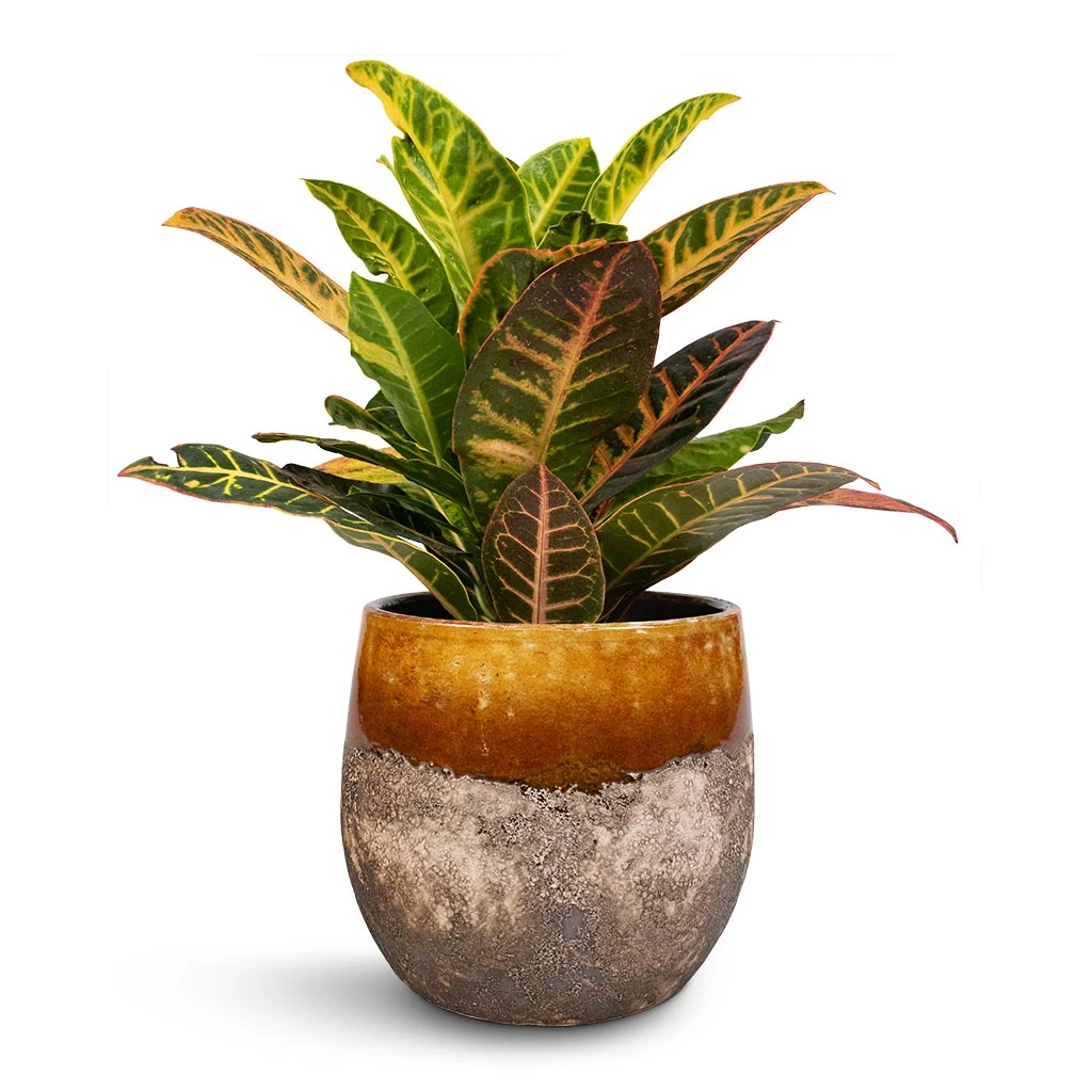 Lindy Plant Pot - Ochre 12 Lindy Plant Pot - Ochre - Image 12
