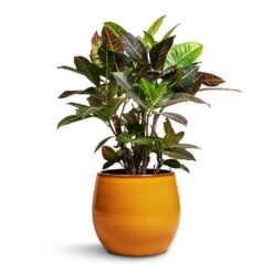 Charlotte Plant Pot - Spiced Ochre -Plant Supplies Sale Codiaeum Petra Croton 21x60cm Charlotte Plant Pot Ochre 29x25cm