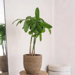 Cody Plant Pot - Straw Grass -Plant Supplies Sale Cody Plant Pot Straw Grass 2