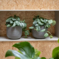 Cody Plant Pot - Ridged Dark Grey -Plant Supplies Sale CodyPlantPot RidgedDarkGrey 2