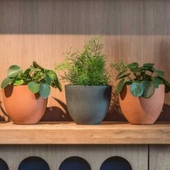 Coral Refined Planter - Pine Green 11 Coral Refined Planter - Pine Green -Plant Supplies Sale Coral Refined Pine Green Houseplant