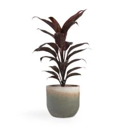 Tarra Plant Pot - Forest -Plant Supplies Sale Cordyline fruticosa Mambo Hawaiian Ti Plant 12x40cm Tarra Plant Pot Forest 15x13cm fed8040c f594 42b4 9e76 7c459928dfb3