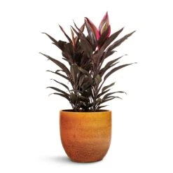 Jolin Plant Pot - Ochre -Plant Supplies Sale Cordyline fruticosa Mambo Hawaiian Ti Plant 19x50cm Jolin Plant Pot Desert 24x23cm