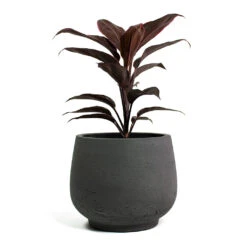 Mini Pixie Plant Pot - Black Washed -Plant Supplies Sale Cordyline fruticosa Mambo Hawaiian Ti Plant Mini Pixie Plant Pot Black Washed