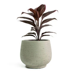 Mini Pixie Plant Pot - Grey Washed -Plant Supplies Sale Cordyline fruticosa Mambo Hawaiian Ti Plant Mini Pixie Plant Pot Grey Washed