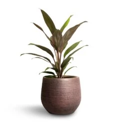 Lydia Plant Pot - Shiny Purple -Plant Supplies Sale Cordyline fruticosa Rumba Hawaiian Ti Plant 12x35cm Lydia Plant Pot Shiny Purple 15x13cm 56274365 6159 4d36 a5c3 0b4a8f777836