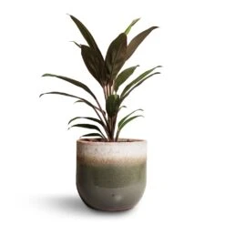 Tarra Plant Pot - Forest -Plant Supplies Sale Cordyline fruticosa Rumba Hawaiian Ti Plant 12x35cm Tarra Plant Pot Forest 15x13cm 00f6dd4e e1c9 4d63 9d09 c5d3f44e748d