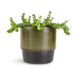 Erik Plant Pot - Dark Olive -Plant Supplies Sale Crassula marneriana Hottentot Jade Necklace 11x15cm Erik Plant Pot Olive 14x12cm c047c023 b934 444d 9283 006ff317c701