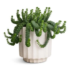 Bourton Scalloped Plant Pot - Ivory 9 Bourton Scalloped Plant Pot - Ivory -Plant Supplies Sale Crassula marneriana Hottentot Jade Necklace 14x20cm Bourton Scalloped Plant Pot Ivory 16x16cm