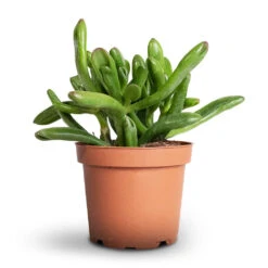 Crassula Ovata Gollum - Jade Plant -Plant Supplies Sale Crassula ovata Gollum Jade Plant 12x25cm 1