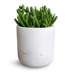Crassula Ovata Gollum - Jade Plant -Plant Supplies Sale Crassula ovata Gollum Jade Plant 12x25cm Charlie Plant Pot White Washed 15x15cm