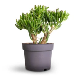 Crassula Ovata Gollum - Jade Plant -Plant Supplies Sale Crassula ovata Gollum Jade Plant 17x25cm 1
