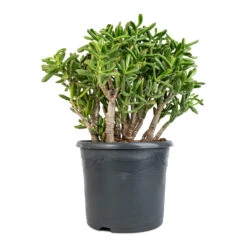 Crassula Ovata Gollum - Jade Plant -Plant Supplies Sale Crassula ovata Gollum Jade Plant 30x50cm