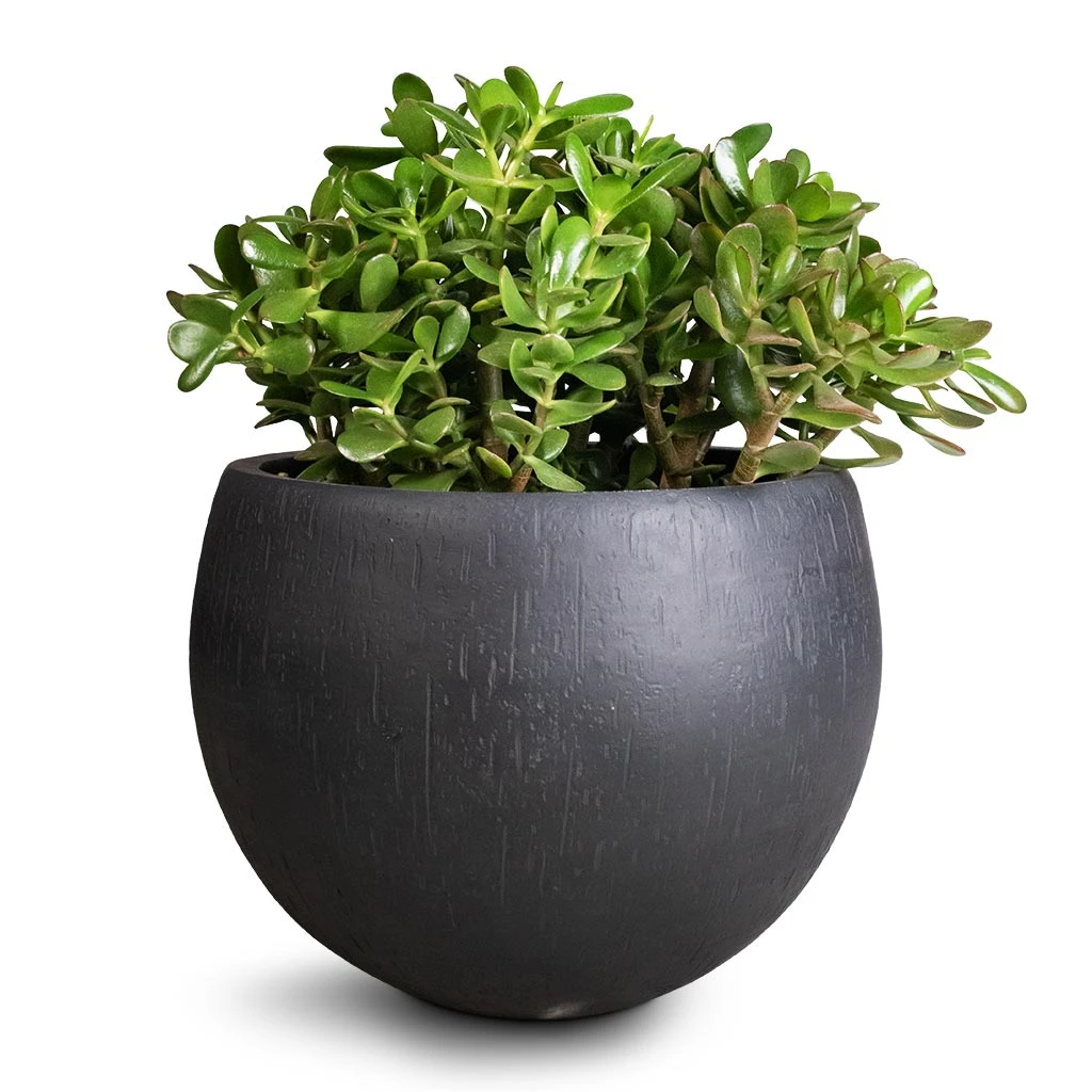 Raindrop Globe Planter - Anthracite 2 Raindrop Globe Planter - Anthracite - Image 2