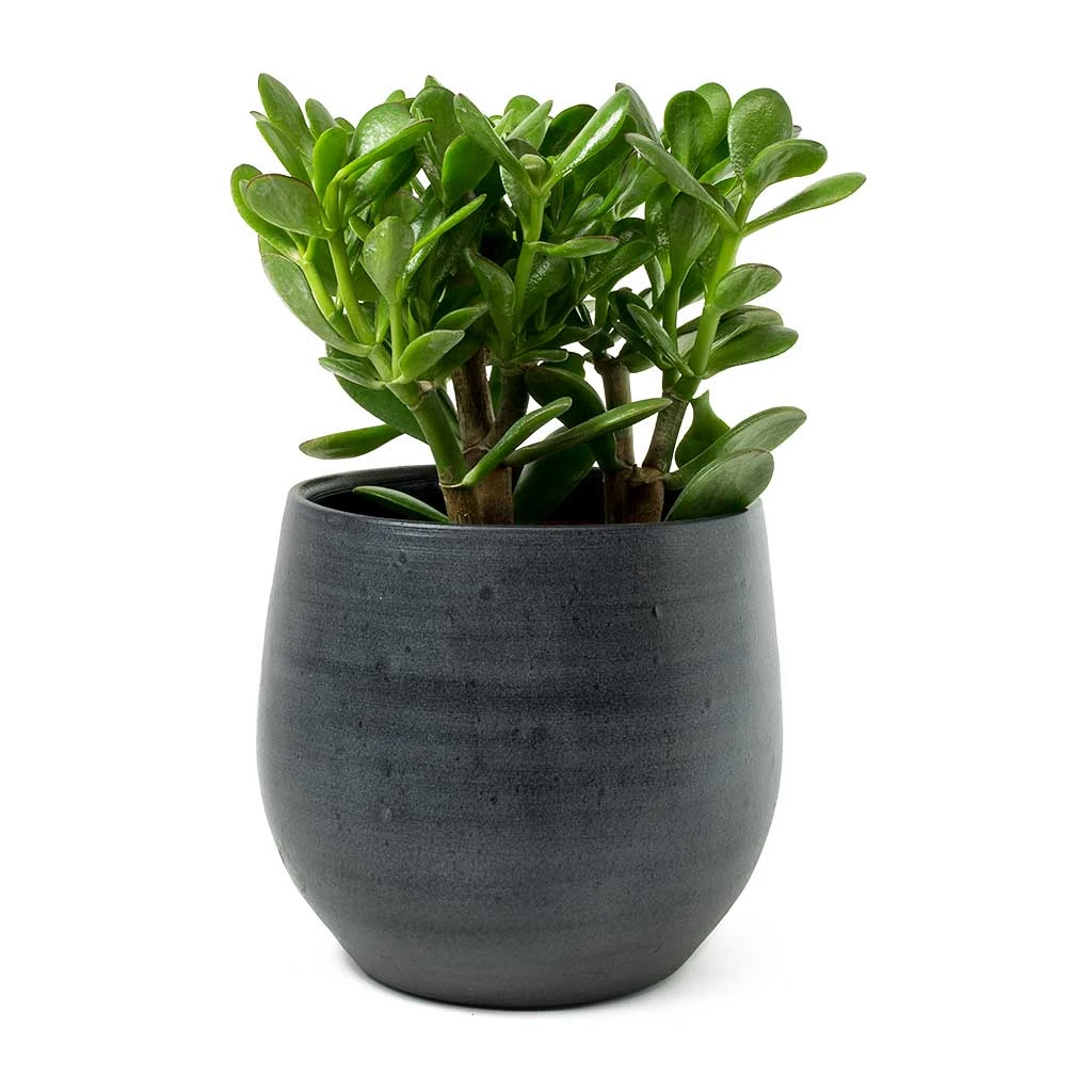 Esra Plant Pot - Graphite 14 Esra Plant Pot - Graphite - Image 14