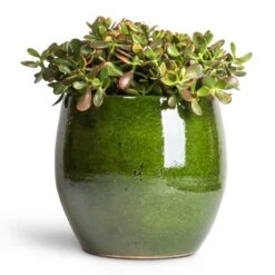 Aimee Plant Pot - Pear -Plant Supplies Sale Crassula ovata Sunset Jade Plant 30x50cm Aimee Plant Pot Pear 38x34cm 2dbc6a95 d746 4725 974a 07053a5c64fb