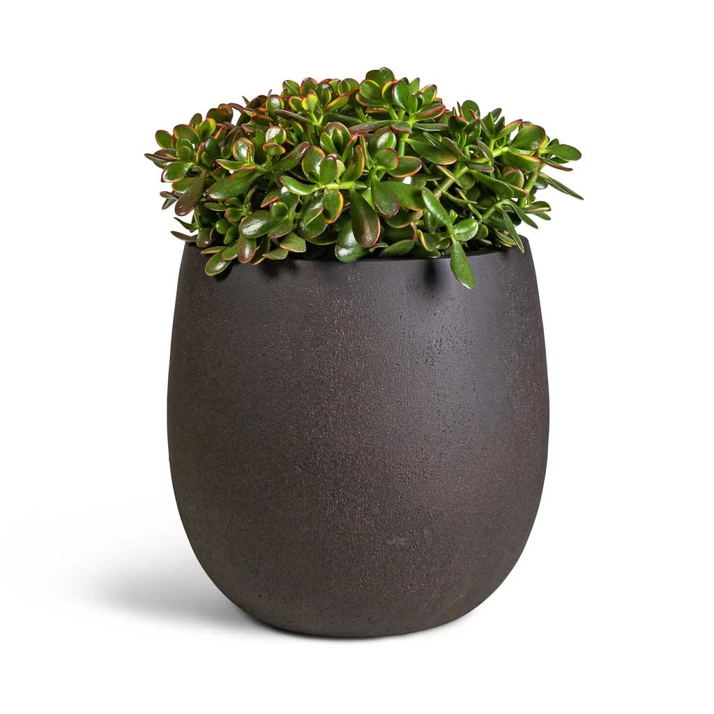 Grigio Balloon Plant Pot - Rusty Iron Concrete 2 Grigio Balloon Plant Pot - Rusty Iron Concrete - Image 2