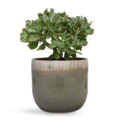 Tarra Plant Pot - Forest -Plant Supplies Sale Crassula ovata Undulata Curly Jade Plant 17x25cm Tarra Plant Pot Forest 23x20cm
